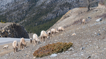 Fototapeta premium A herd of bighorn sheep (Ovis canadensis) grazing beside the highway near Exshaw, Alberta, Canada