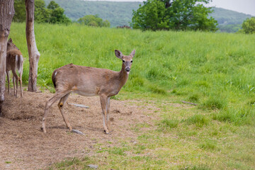 Naklejka na ściany i meble Roe deer walking on grass meadow in summer.