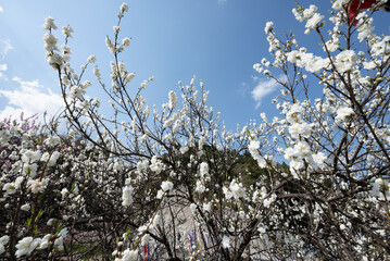 日本一の桃源郷 白色の花桃が咲き誇る