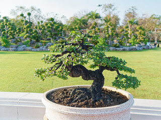 Ebony bonsai tree is in the  terrazzo ceramic pot with green field and bending trees in the background.