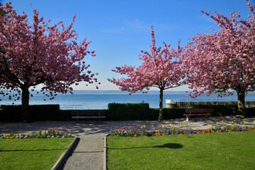 Blühende Kirschbäume am Ufer des Bodensee bei strahlendem blauem Himmel.