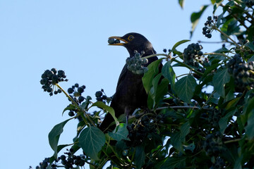 Amsel hat sich Beeren in den Schnabel geladen
