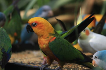 Sun conure aka sun parakeets