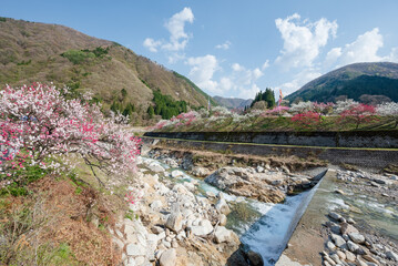 Fototapeta na wymiar 日本一の桃源郷 赤白ピンクの3色の花が咲き誇る圧巻な花桃