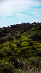 Greckie zielone wzgórze 