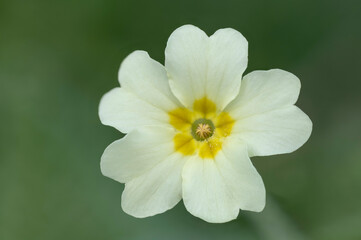 Primrose