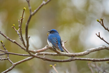 北海道にいるオオルリ