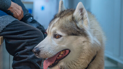A charming adult husky is waiting for a veterinarians appointment in the corridor of the veterinary clinic.