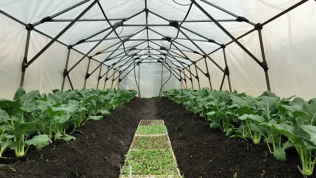 Kohlrabi greenhouse folio field aerial drone farm farming harvest land turnip white garden bio organic Brassica oleracea gongylodes gourd fresh cucumiform fruits vegetables, mud wetting, village