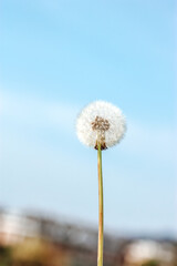 Dandelion on a background of blue sky