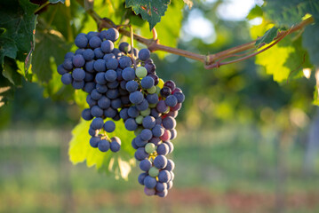 Unripe blue vine grapes in the vineyard. Cabernet Franc grapes for making red wine in summer.