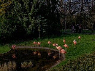 Flamingos in the zoo © Daniel