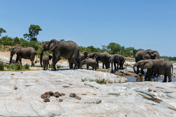 Naklejka na ściany i meble Elephant herd in the Kruger National Park in South Africa