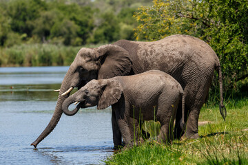 Elephant drinking in Lake Panic in the Kruger National Park in South  - obrazy, fototapety, plakaty