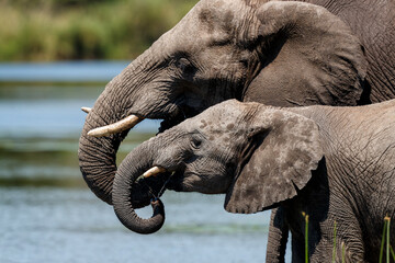 Elephant drinking in Lake Panic in the Kruger National Park in South 