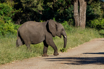 Elephant walking in the Kruger National Park in South Africa