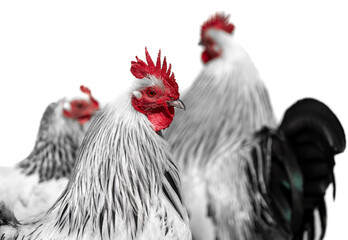close up of beautiful rooster in front of blurred chicken isolated on white background