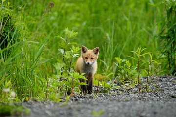 北海道にいる子ぎつね