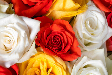 red, yellow and white roses in a bouquet. macro flowering rosebuds