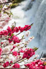 日本一の桃源郷 川沿いに赤白ピンクの3色の花が咲き誇る圧巻な花桃