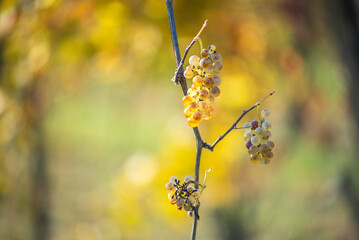 Green grapes with drops on the vine ready for harvest.