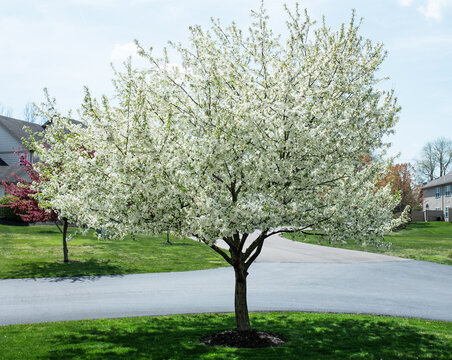 White Crabapple Tree in Full Bloom 
