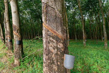 Rubber trees with cuts in the bark, which were made to bleed the sap, which after being extracted...