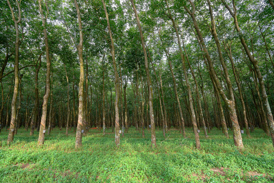 Cultivation of rubber trees with cuts in the bark, which were made to bleed the sap, which after being extracted from the rubber tree is transformed into rubber.