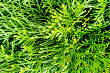 Green coniferous bush. Thuja hedge texture. Plant specimen of American thuja. Evergreen ornamental hedge Thuja occidentalis. Decorative green bush. Hedge gardening background.