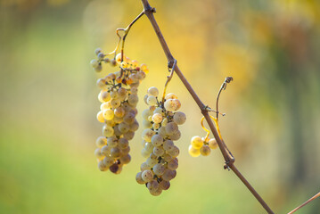 Green grapes with drops on the vine ready for harvest.