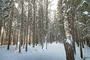 Forest covered with white snow on a cold winter day