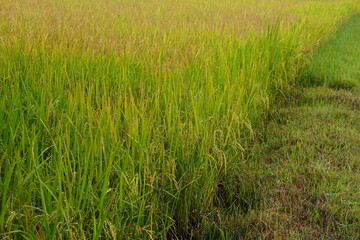 background of rice fields in the field.