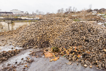 Pile of potatoes organic waste at compost plant