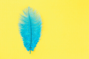 Blue feather on yellow background with copy space