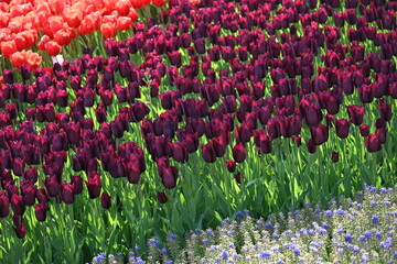 Velvet dark red tulip, tulips amcro shot, close-up, bud flowers 