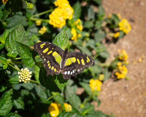 A Malachite butterfly (Siproeta stelenes) perches on a shrub.