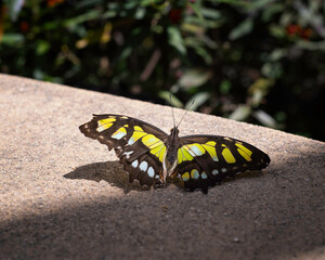 A Malachite butterfly (Siproeta stelenes) perches on a wall.