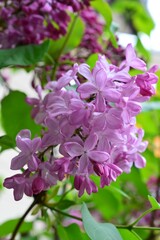 ライラック　ムラサキハシドイ