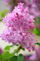 ライラック　Lilac　紫丁香花