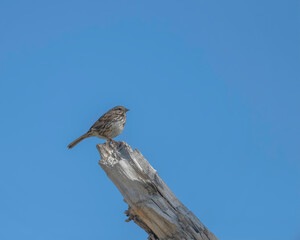 A female Red-winged Blackbird (Agelaius phoeniceus) perches in tree at the Sepulveda Basin Wildlife Reserve in Van Nuys, CA.