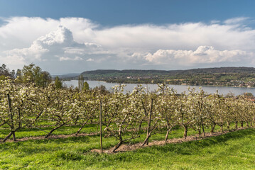 Fototapeta na wymiar Blooming pear orchard at Lake Constance, Mammern, Canton Thurgau, Switzerland