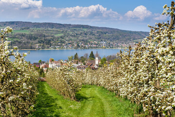 Blooming pear orchard, Mammern, Lake Constance, Canton Thurgau, Switzerland