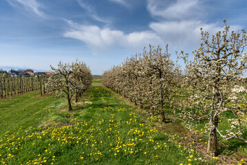 Fototapeta na wymiar Blooming fruit trees, Wasserburg am Bodensee, Bavaria, Germany