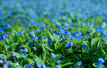 Ułudka wiosenna, niebieskie delikatne wiosenne kwiatuszki. Omphalodes verna - obrazy, fototapety, plakaty