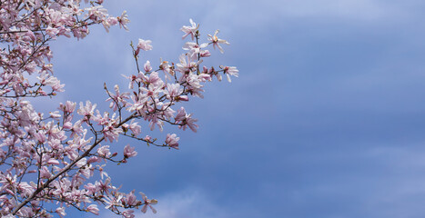 star magnolia, delicate magnolia flowers in the morning light in the sunny garden	