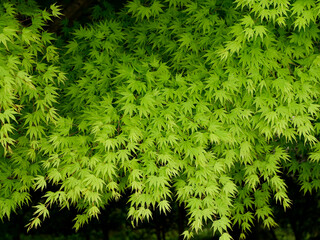 鮮やかな緑が美しいカエデの新葉