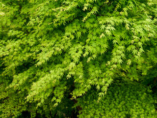 鮮やかな緑が美しいカエデの新葉