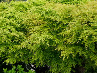 鮮やかな緑が美しいカエデの新葉
