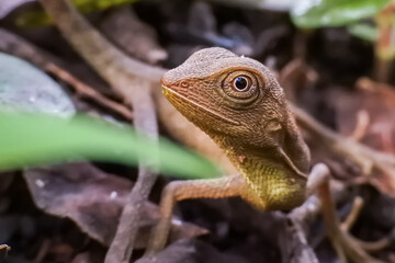 lizard on a tree