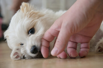 White Bichon Puppy playing on floor - 501131337
